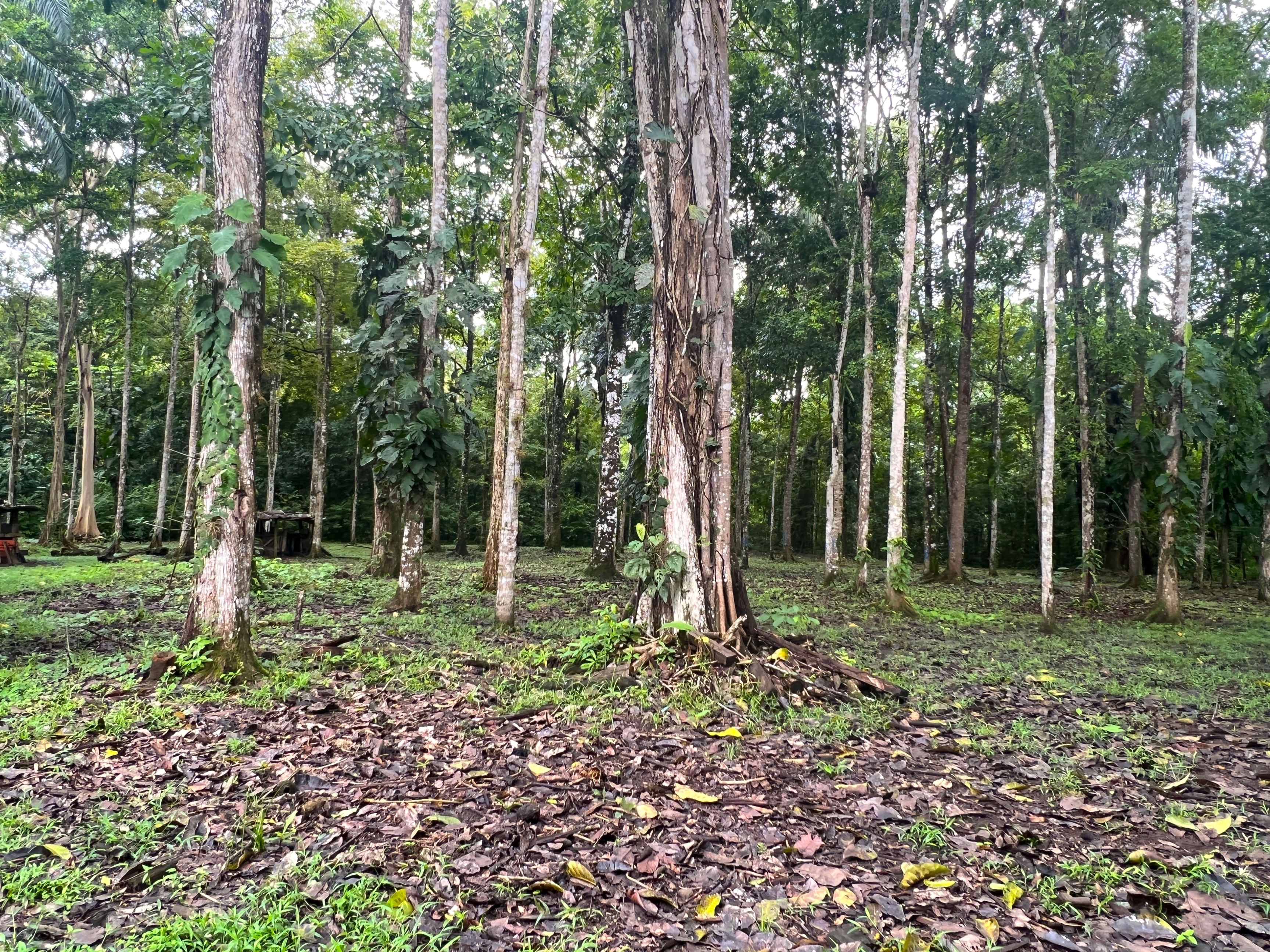 Teak and Hardwood Farm in Parrita, Puntarenas property photo 4