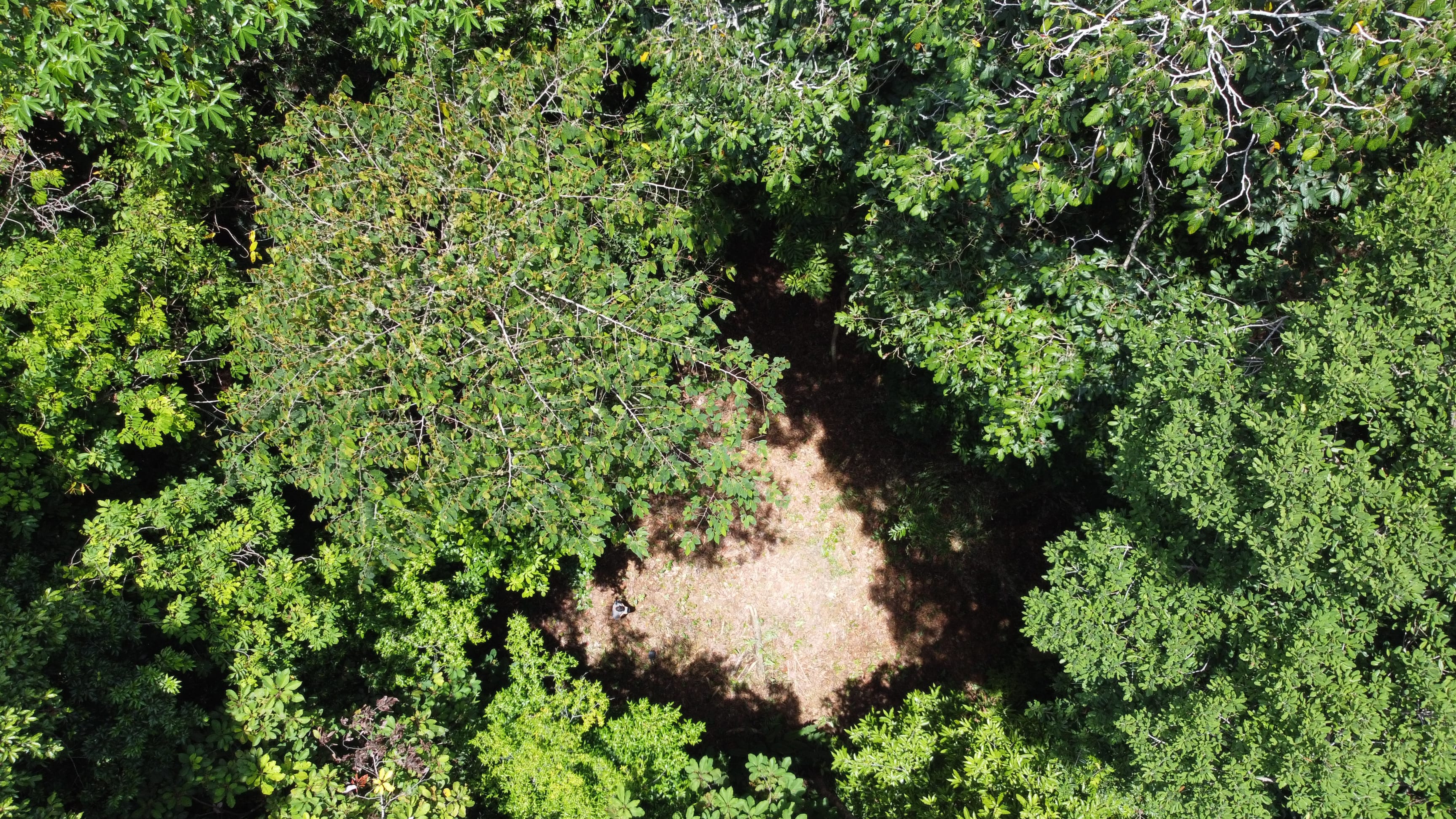 1.6-Acre Jungle View Land in Ballena, Near Uvita property photo 3