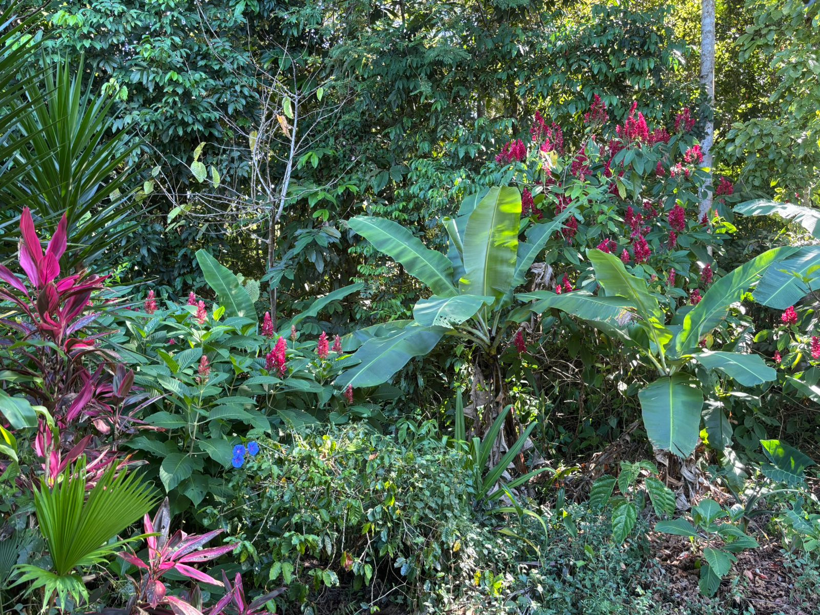 Tropical Home in Villa Nueva de Quepos property photo 4