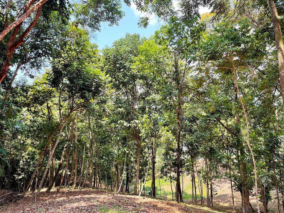 Thumbnail: 2.5 Acre Lot in Dominical | Valley Views in Gated Community