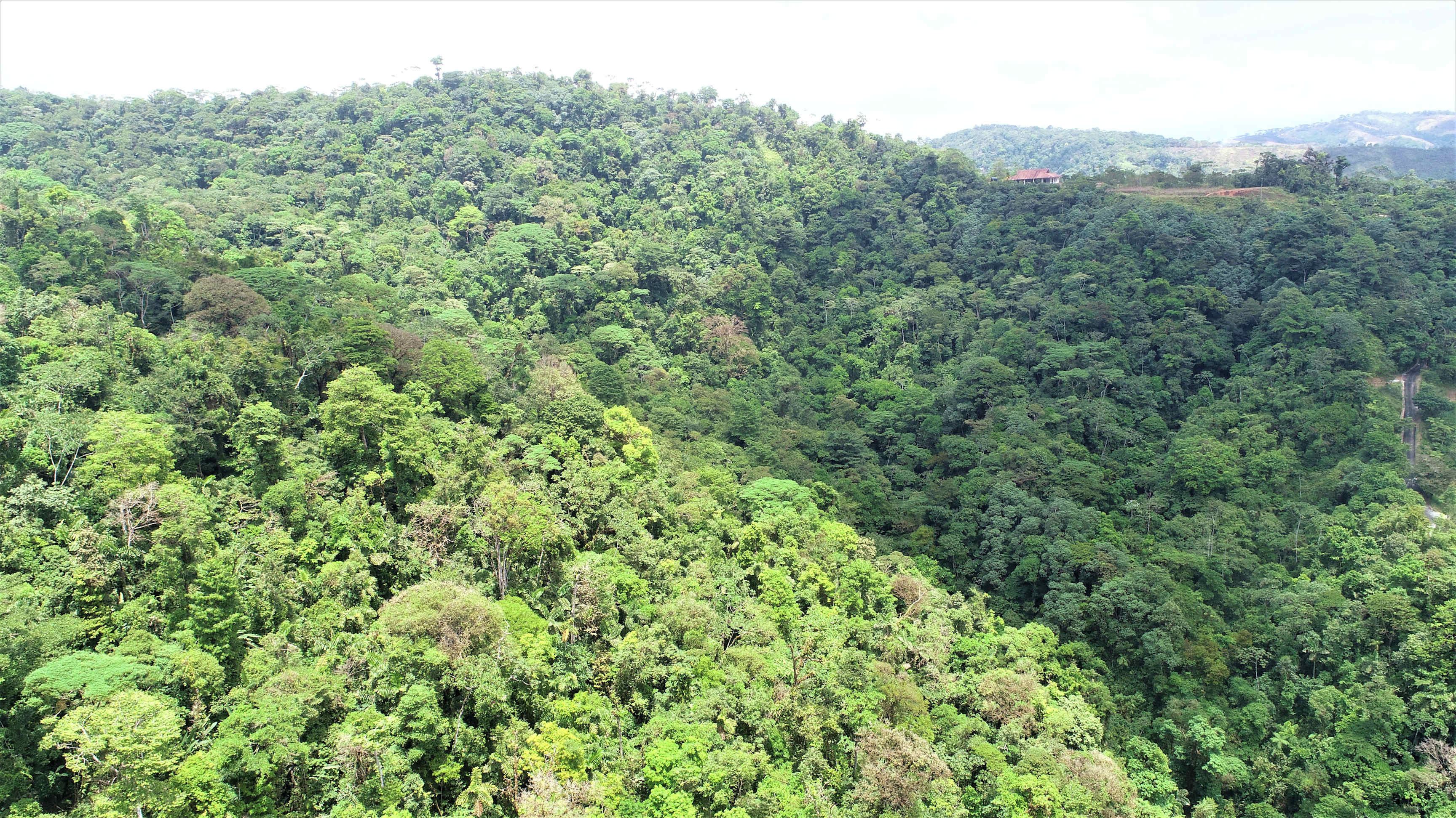 60-Acre Development Farm Between Ojochal and Pejibaye property photo 4