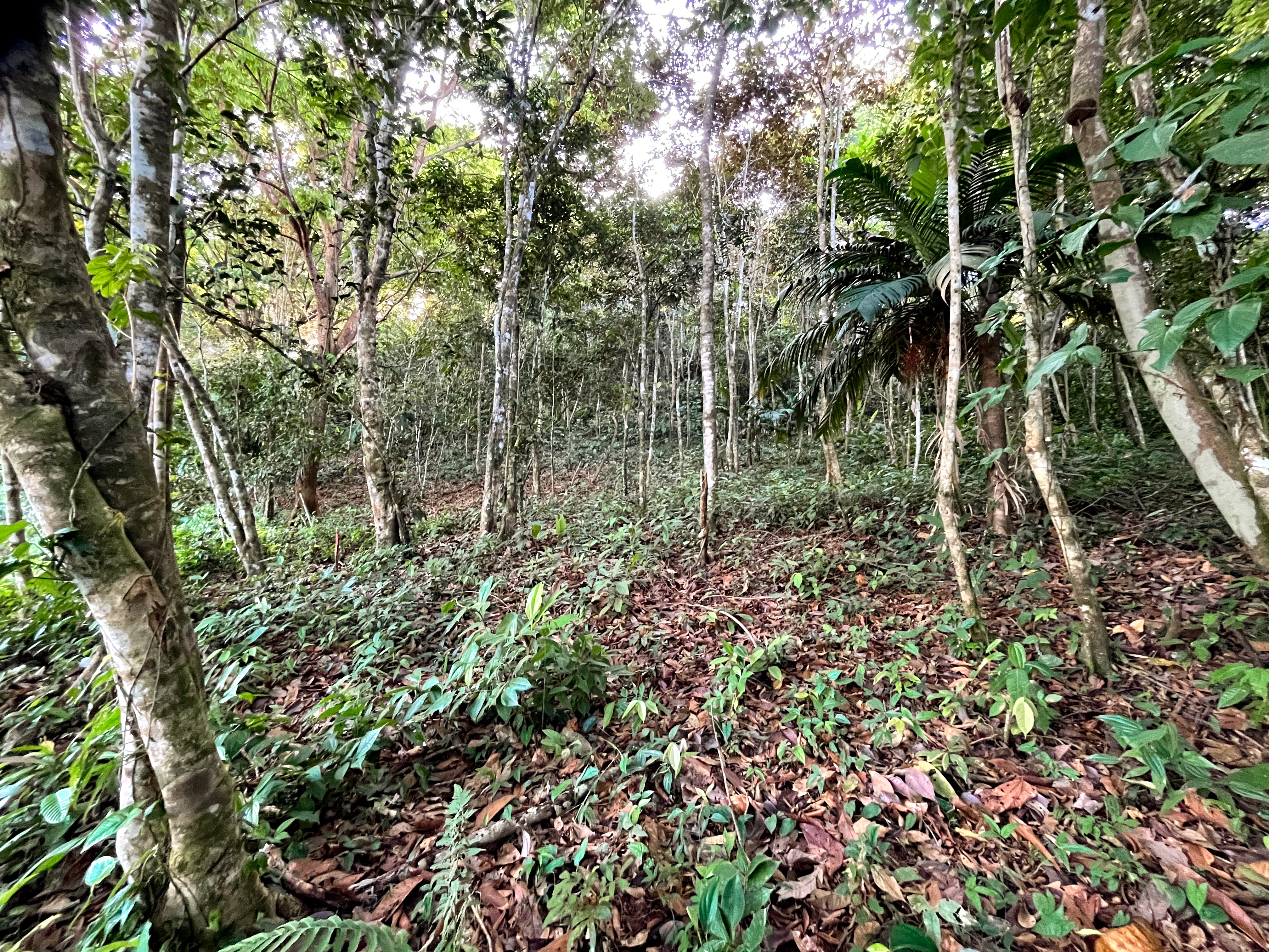 7-Acre Unrestricted Land in Pura Vida Falls, Dominical property photo 4