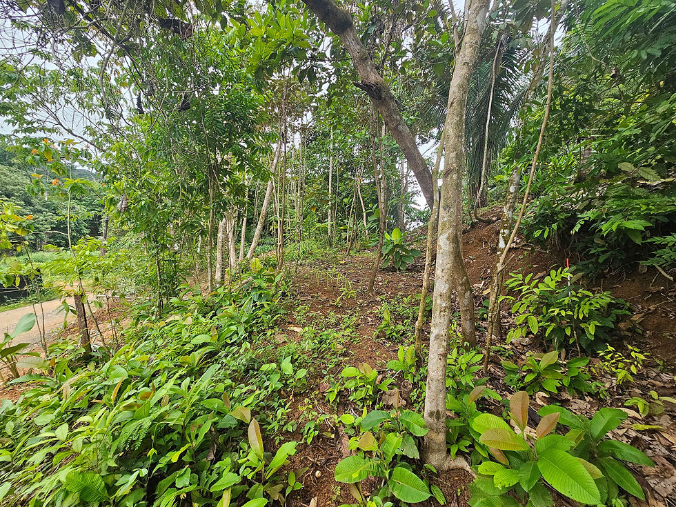 Thumbnail: Building Lot in Uvita | Near Beach with Airbnb Potential