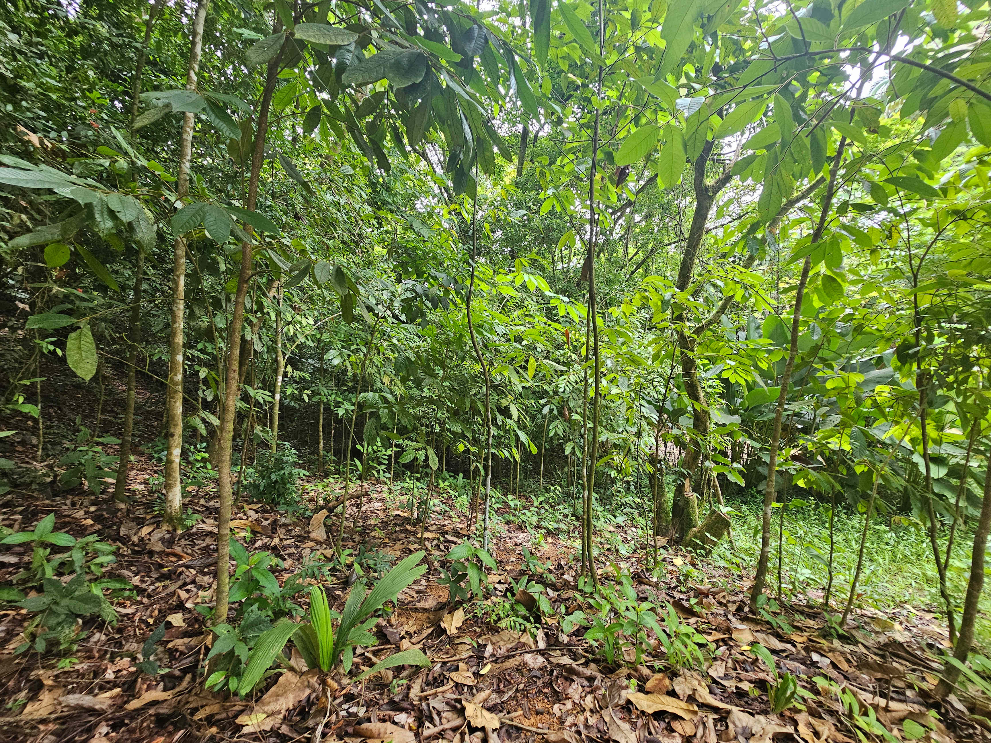 Building Lot Near Playa Hermosa, Uvita property photo 5