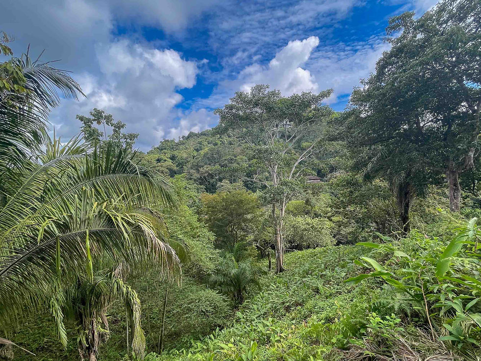Thumbnail: 3-Acre Development Land in Manuel Antonio | Stream Frontage