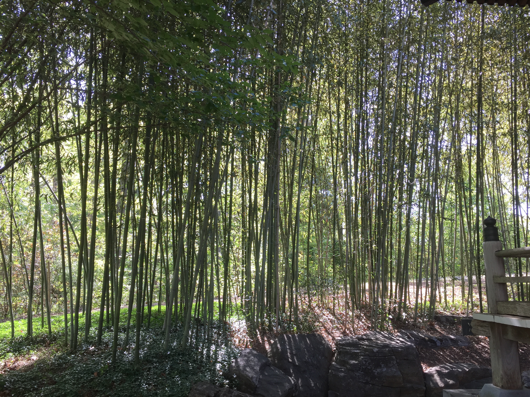Bamboo growing at the Place of Peace