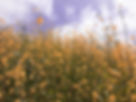field_yellowflowers.jpg