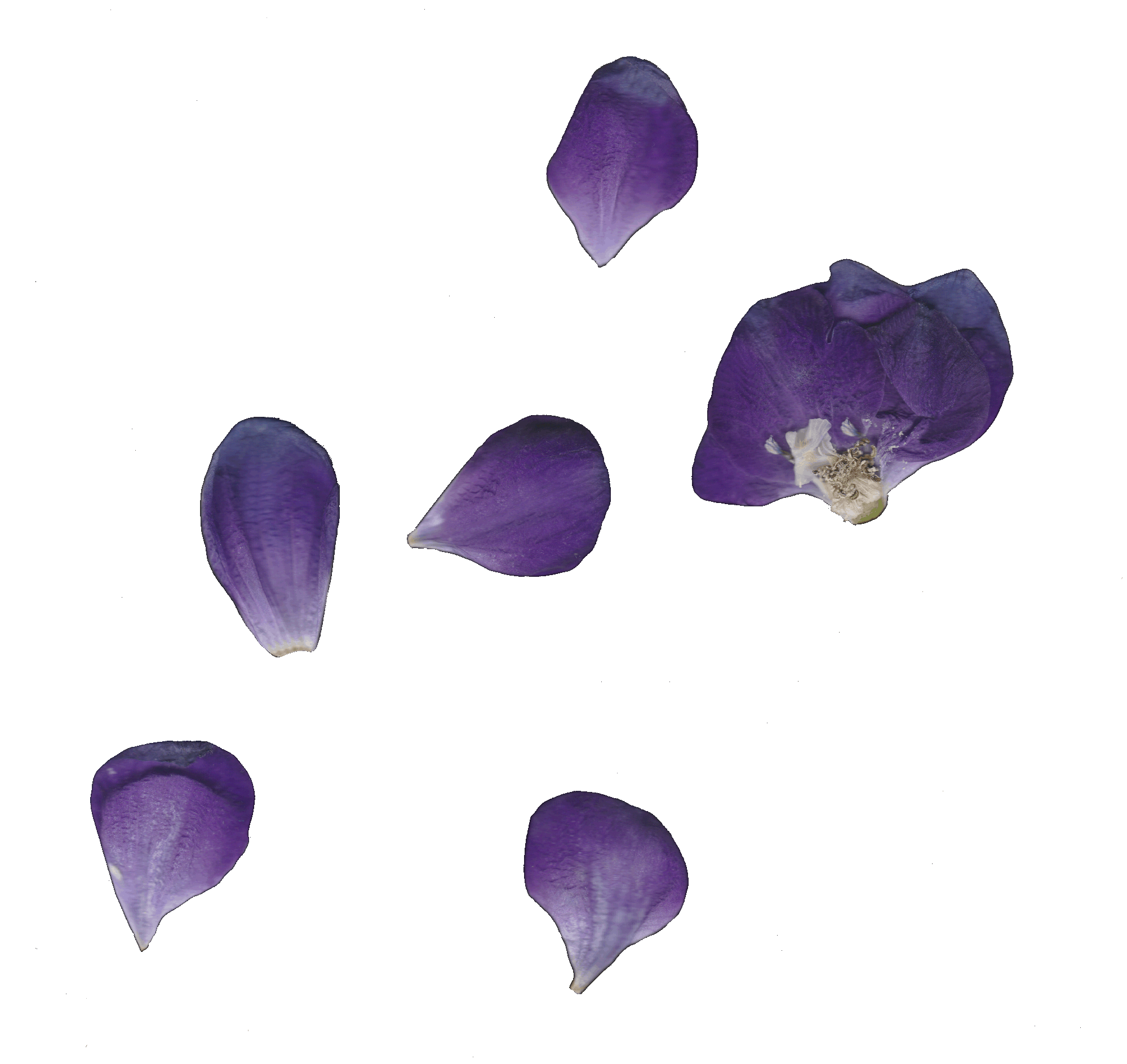 New land loard scan 2.gif