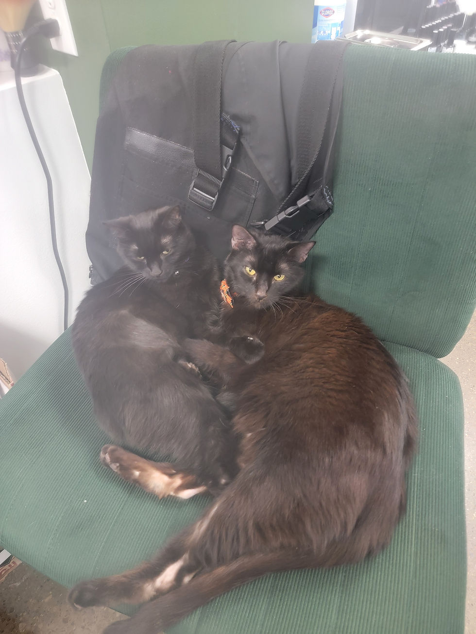 Arya & Onyx