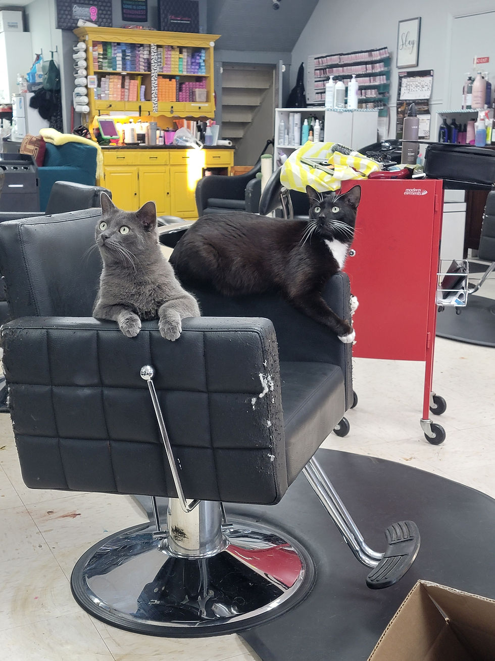 Cinder & Jinx
