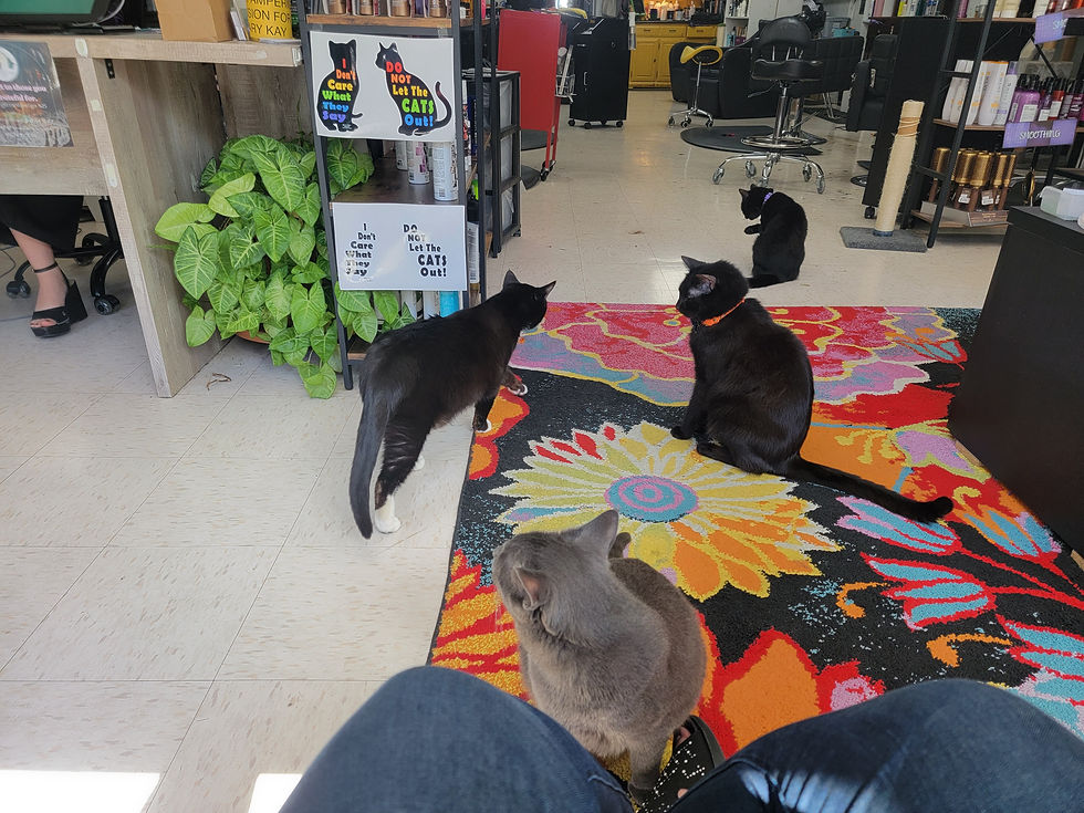 Cinder, Jinx, Onyx, & Arya