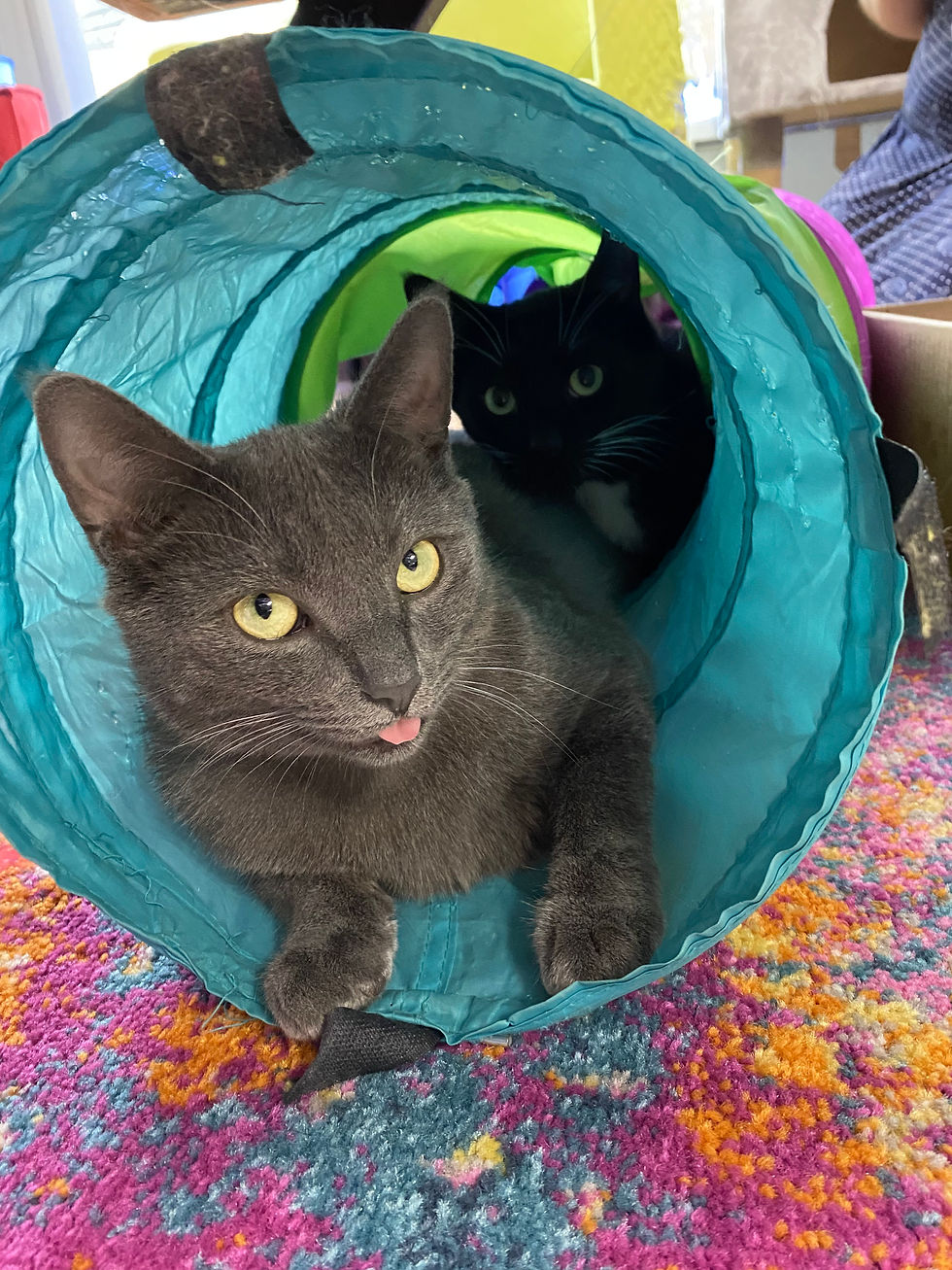 Cinder & Jinx