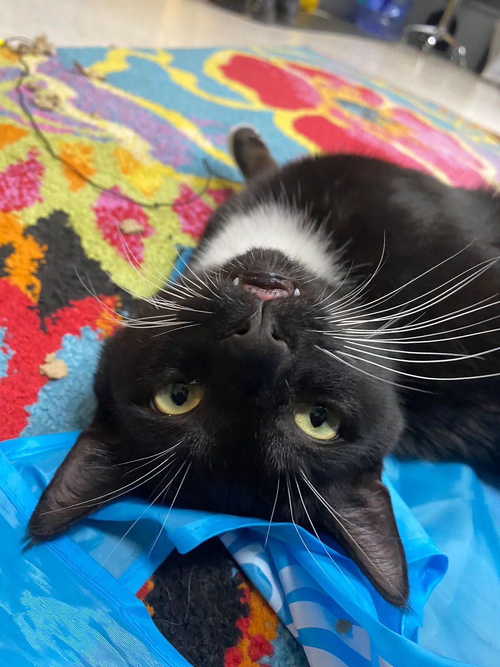 Jinx