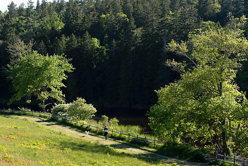 NFOX-04735_edited.jpg
