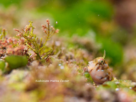 穏やかな海が続いてます