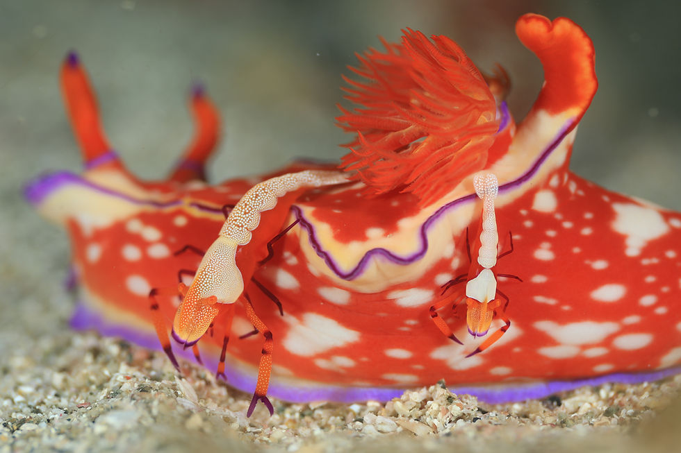 ウミウシカクレエビ