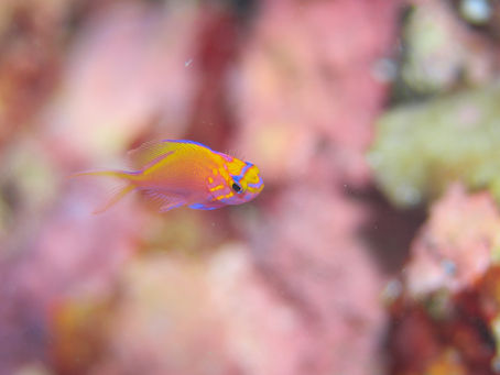 ハナゴンベ幼魚