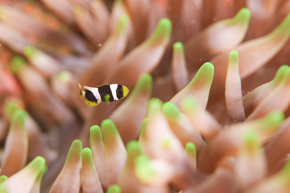 クマノミ幼魚