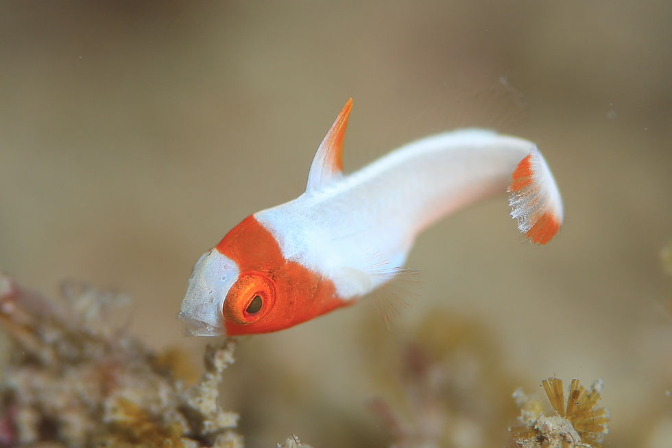 イロブダイ幼魚