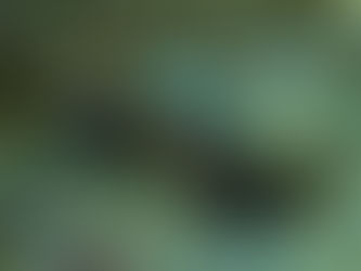 ホタテツノハゼとコトブキテッポウエビ