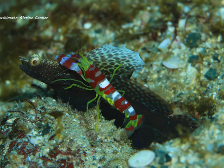 ホタテツノハゼとコトブキテッポウエビ
