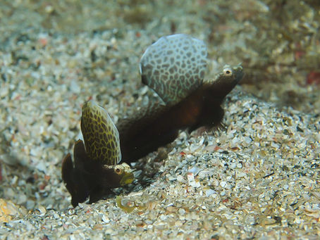 マンタが出たよ!