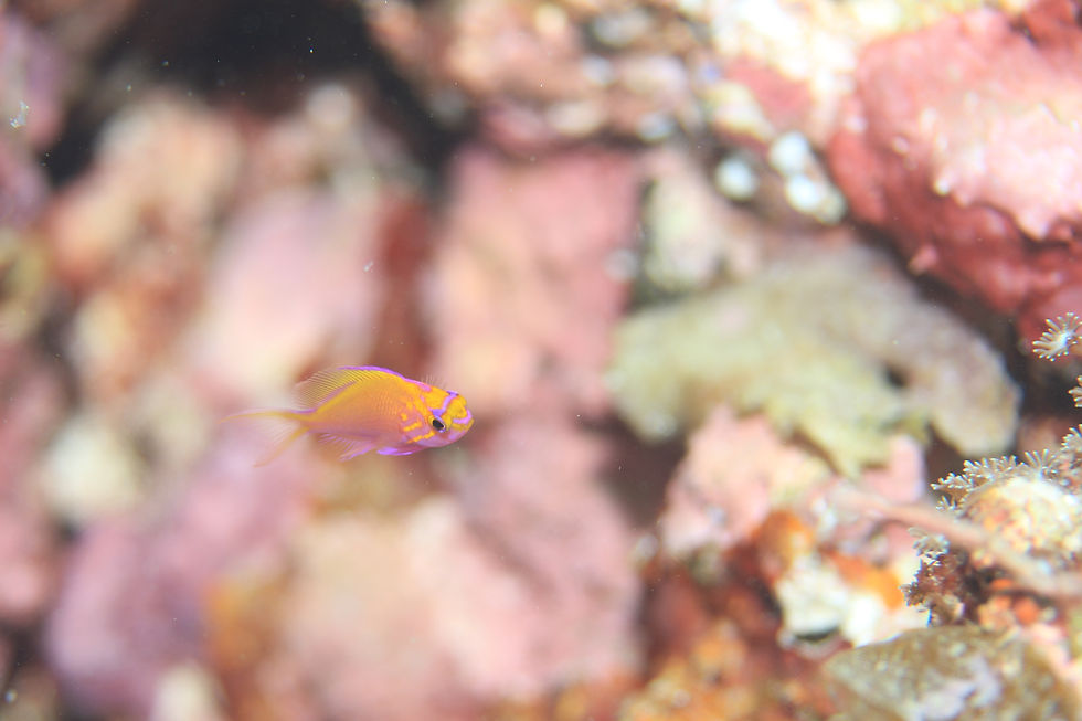 ハナゴンベ幼魚