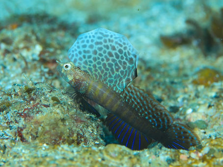 ホタテツノハゼの興奮色