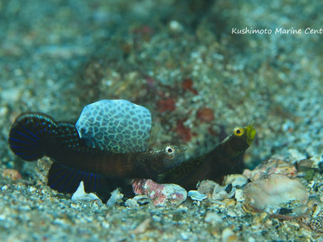 ホタテツノハゼの集落