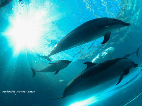 ドルフィンダイブ再開決定!