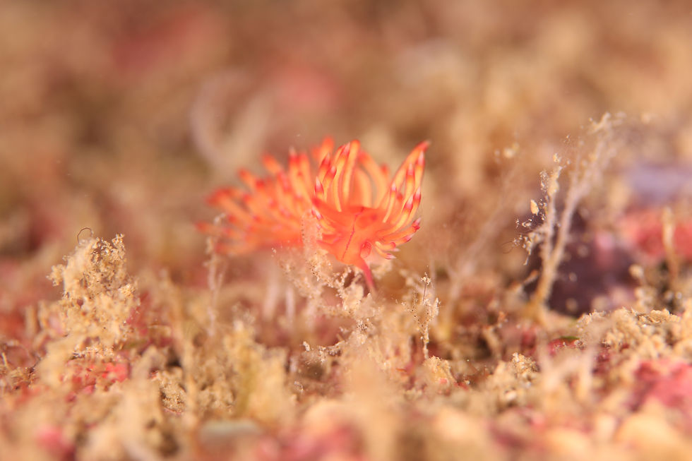 セスジミノウミウシ