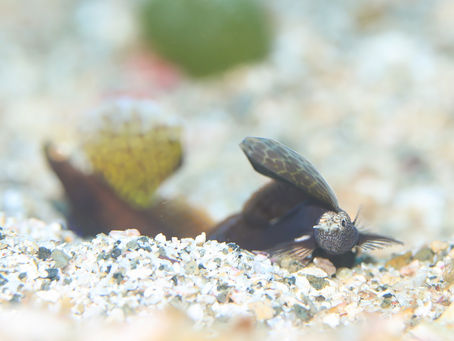 ホタテツノハゼのペア