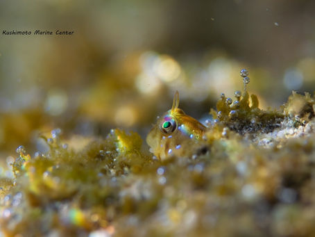 タイドプール日和