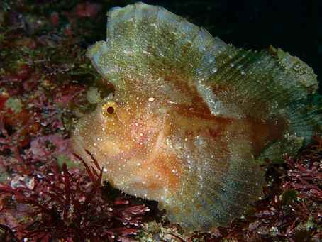 久しぶりのコンデジ