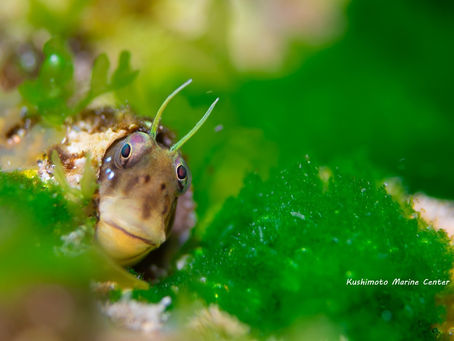 タイドプール再開決定