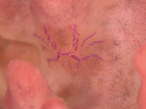 透明度ＵＰ！！