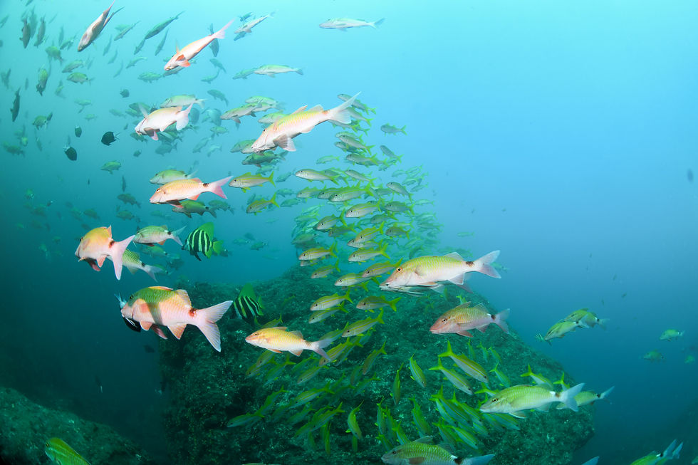 ホウライヒメジ アカヒメジ