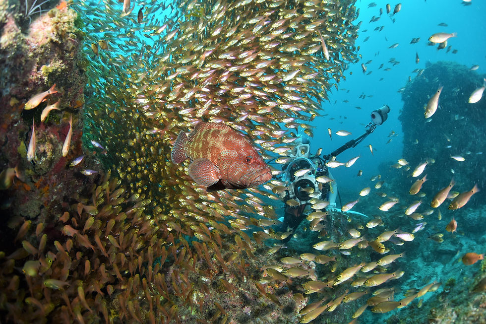 アザハタのコロニー