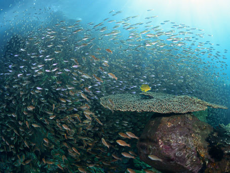 今期初の内浦ビーチ