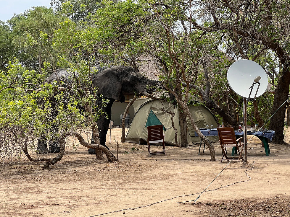 Our bull's favourite luncheon tree