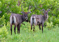 MAWIMBI Bush Camp abundant game