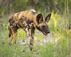 Wild Dog by Mawimbi Pro Wildlife Photographer Tammy Marlar
