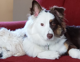 Niki Kramlich Vaagene.png