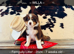 Pips_Willa 7 wks .jpg