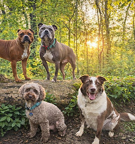dogs