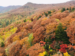 紅葉がピークです！