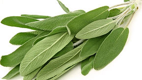 Sage  Crack   Free Download