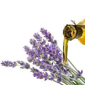 Lavanda