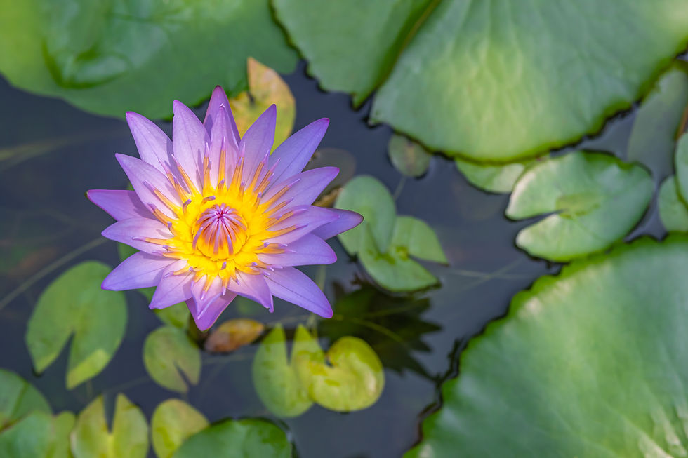 AdobeStock_645735528.jpeg