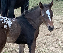 Fina Out of Chickflick T Movistar 2022 filly.jpeg